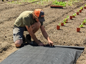 We start preparing the garden for planting in late May. For tomatoes, we first roll out thick weed cloth over the designated raised beds. We do this to make them neat, tidy, and free from weeds. Tomatoes should be planted in an area with full sun and well-drained soil.