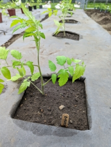 All our tomato plants are started from seed in my greenhouse and then transplanted into the ground when they are several inches to a foot tall.
