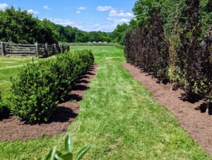 The boxwood is on the left and the purple columnar beech on the right - both of these will make great hedges in a few years. In the distance, one can see the tops of the chicken coops.