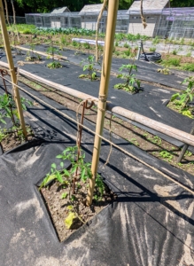 Horizontal bamboo pieces are secured across all the bamboo stakes - four rows about a foot apart going up the bamboo. All of the canes are secured with natural jute twine.