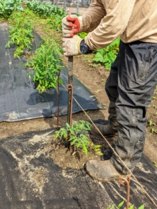 By the middle of June, smaller two to three foot stakes are replaced with taller bamboo poles to help support the growing tomato plants.