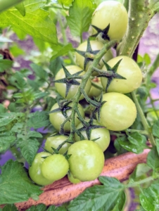 By the third week of July, many fruits are already growing so well. Tomatoes grow best when the daytime temperature is between 65 and 85 degrees Fahrenheit. This summer has been particularly warm and dry with many days in the 90s, which slows down development.