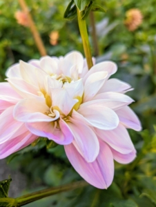 Dahlias produce an abundance of wonderful flowers throughout early summer and again in late summer until the first frost.