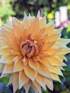 When planting dahlias, choose the location carefully – dahlias grow more blooms where they can have six to eight hours of direct sunlight.