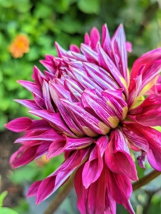 Here's another dahlia just opening. I hope to still be seeing beautiful dahlia blooms through the season - maybe even until Halloween. Visit the American Dahlia Society website for the many classifications and colors. What are your favorite dahlias?