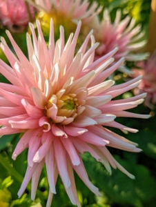 Dahlias are popularly grown for their long-lasting cut flowers. This is a cactus dahlia with its beautiful ‘spiny’ petals rolled up along more than two-thirds of its length.