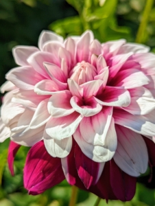 And to prevent wilting, cut only in the early morning or late afternoon. And only cut them after they open to mature size – dahlias will not open after cutting.