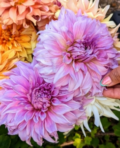 I have already cut many dahlia flowers to decorate my home this season, but there are still many to enjoy out in the garden.