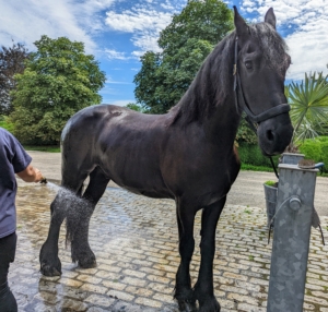 Here, my beautiful Friesian, Geert, is getting cooled off with a little water after being out in the paddock. All the equines are also groomed every day – their hooves are picked of any mud, stones and debris, and their coats are cleaned, and brushed. It’s a time consuming task, but it keeps my stable residents healthy, happy and comfortable.
