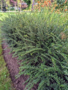 I also planted Cotoneaster in one corner of the garden. Cotoneaster is a vigorous, dense, evergreen shrub with soft arching stems studded with leathery, glossy, rounded, dark green leaves. These plants work well for a low hedge – I only wish I had planted more.