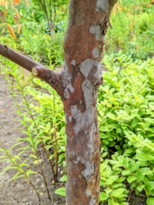 Stewartias feature stunning bark that exfoliates in strips of gray, orange, and reddish brown once the trunk attains a diameter of two to three inches. This one is maturing so nicely.