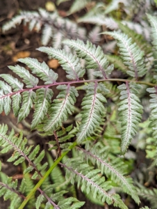 Some of the plants in this area include the Japanese painted ferns - beautiful mounds of dramatic foliage with luminescent blue-green fronds and dark central ribs that fade to silver at the edges.