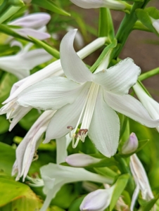 Here is a beautiful white hosta flower. The plant flowers feature spikes of blossoms that look like lilies, in shades of lavender or white. The bell-shaped blooms can be showy and exceptionally fragrant.