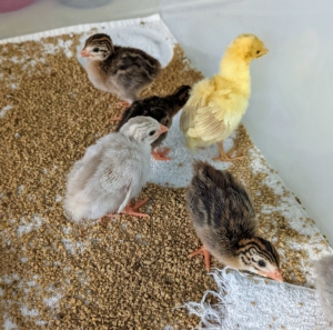 Last month, we hatched five beautiful baby Guinea fowl or keets and a peachick. Once hatched, they are kept in a bin, also in my kitchen, for about a week.