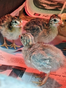 Guinea fowl are native to Africa, and as such, are very susceptible to dampness during the first two weeks after hatching. After the initial two weeks, Guinea keets are widely considered the hardiest of all domestic fowl.