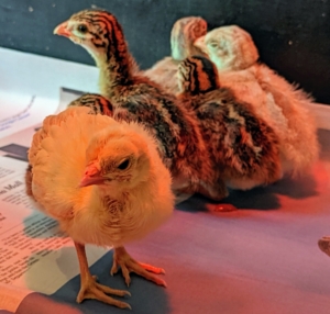 Here is the peachick in front of the keets. Keets are mostly brown with black stripes and markings with tan underbellies. The head has a wide black stripe down the center with two narrow black stripes on each side, with narrow orange stripes between the black. The beak, legs, and feet are a light orange.