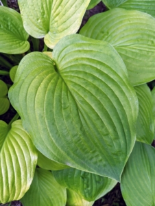 Hostas are native to northeast Asia and include hundreds of different cultivars.