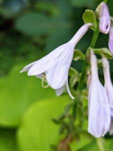 The plant flowers feature spikes of blossoms that look like lilies, in shades of lavender or white. The bell-shaped blooms can be showy and exceptionally fragrant.