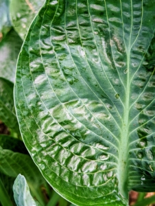 Hosta leaf textures can be smooth, veined or puckered. Their surfaces may be matt, shiny or waxy but are usually satiny.