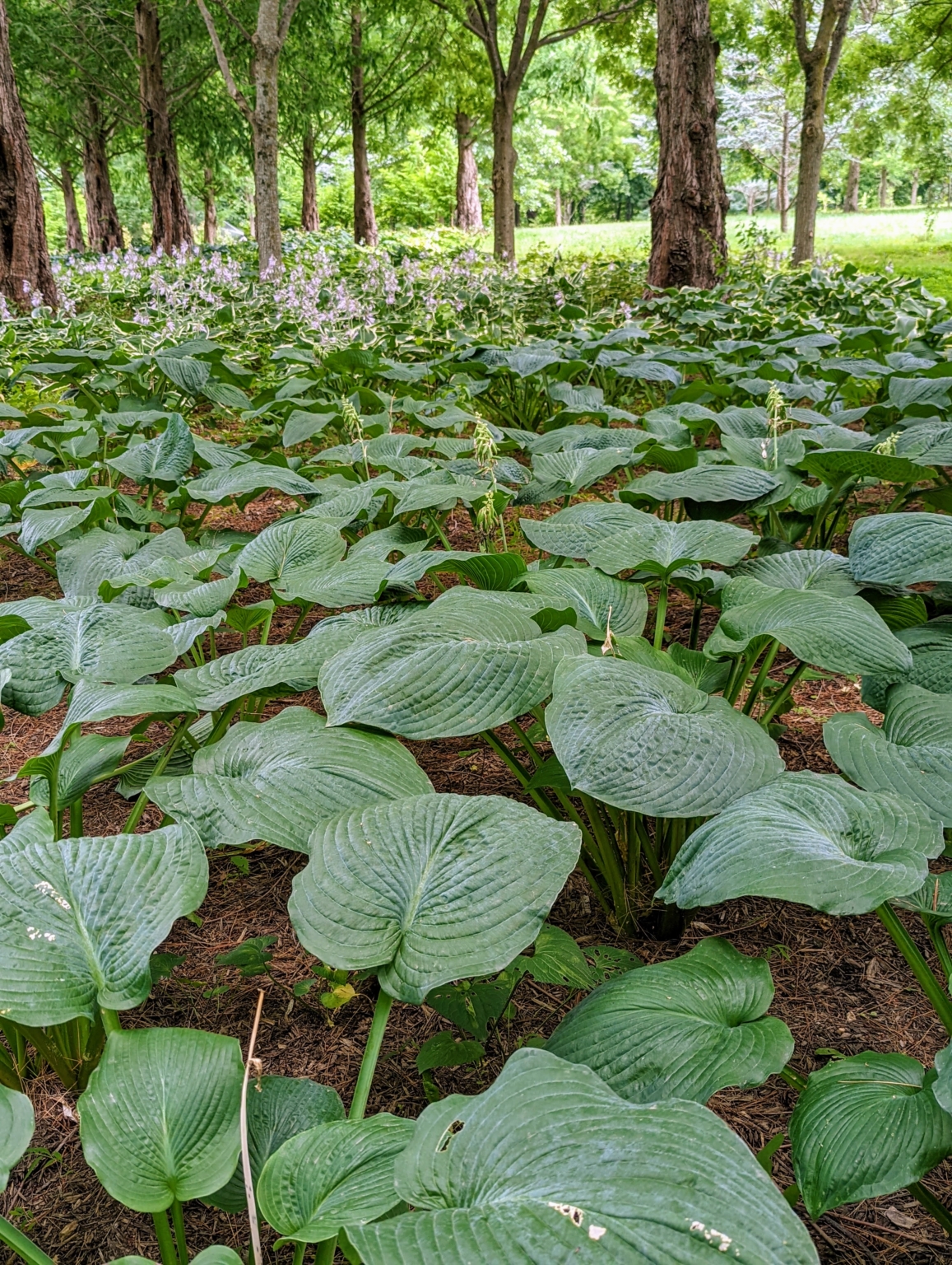 A Garden of Hostas - The Martha Stewart Blog