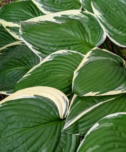 Some hosta clumps can grow to more than six feet across and four feet high.
