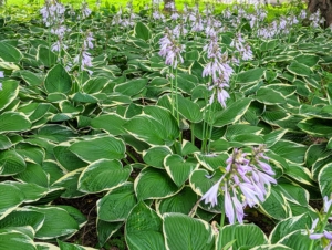 Unlike many perennials, which must be lifted and divided every few years, hostas are happy to grow in place without much interference. In summer, blooms on long stalks extend up above the clumping hosta foliage.