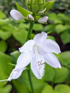 Here is a white hosta flower. Hosta flowers are also very attractive to hummingbirds and bees.