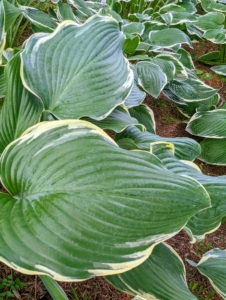 And always make sure your hostas are planted in good, well-drained, nutrient-rich soil with compost, well-rotted manure, and phosphorous.