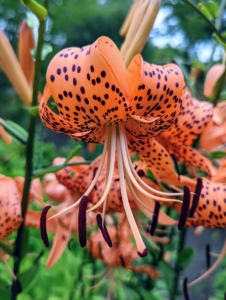 Tiger lilies, Lilium lancifolium, bloom in mid to late summer, are easy to grow and come back year after year. I also have them across the carriage road in my long and winding pergola garden.
