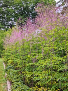 Thalictrum, or Meadow Rue, is a robust, upright, clump-forming perennial featuring clouds of lavender mauve flowers. These flowers bloom profusely mid to late summer on tall burgundy upright stems above foliage of lacy, green leaves.