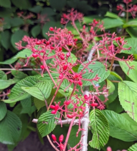 In another area, the bright red berries of the Viburnum. These berries replace the creamy-white, flat-headed flowers that bloom in spring.