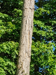The borer larvae kill ash trees by tunneling under the bark and feeding on the part of the tree that moves water and sugars up and down its trunk. On this ash tree, in another part of the farm, one can see the bark beginning to peel away. Eventually this tree will also be cut down.