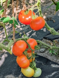 Planting can also be staggered to produce early, mid, and late-season tomato harvests.