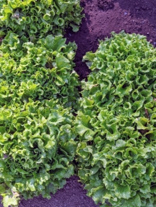 And so is the lettuce. We have lots of lettuce heads for our summer salads and sandwiches.