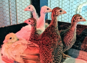 Here, the same keets are about five weeks of age. The peachick in the lower left may even think it's also a keet right now. Guinea fowl enjoy being with their own kind and will always maintain their own social groups even when integrated into the coop with the chickens.