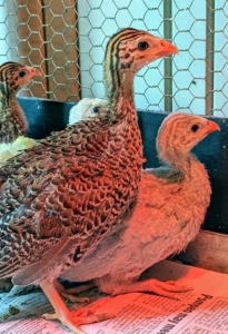 It is very difficult to sex Guinea fowl. The best way to tell males from females is by their cry. When they’re older, the female Guineas will make a two-syllable call that sounds something like “buckwheat, buckwheat”. Males can only make a one-syllable sound similar to “kickkkkk kickkkkk”. The males also have larger gills or wattles. And do you know what a group of Guinea fowl is called? The collective noun for guinea fowl is “confusion” or “rasp.”