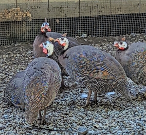 When they are adults, they look like these Guinea fowl in my chicken yard. One Guinea fowl is the size of a large chicken and weighs about four-pounds fully grown.