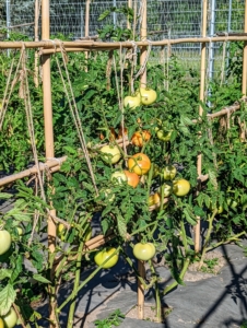 These plants look so much better when kept upright and neat. The tomato plants have a lot of room to climb, keeping delicious fruits looking their best.