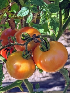 A couple weeks later, some of the tomatoes are already beautiful and red. It’s a good idea to grow several varieties, including at least one or two disease-resistant types, since, of all veggies, tomatoes tend to be the most susceptible to disease.
