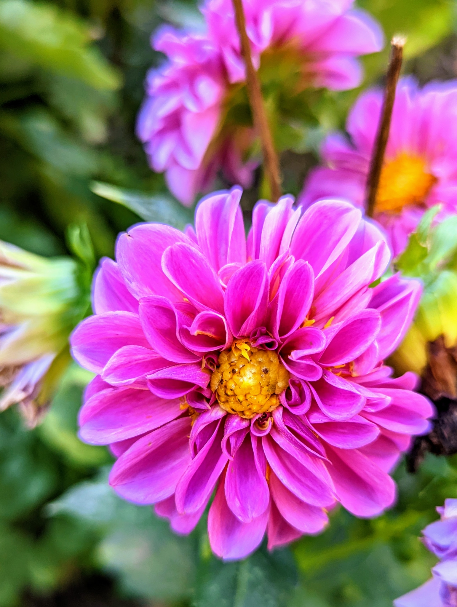 more-dahlias-in-my-summer-garden-the-martha-stewart-blog