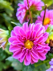 There are about 42 species of dahlia, with hybrids commonly grown as garden plants. A member of the Asteraceae family of dicotyledonous plants, some of its relatives include the sunflower, daisy, chrysanthemum, and zinnia.