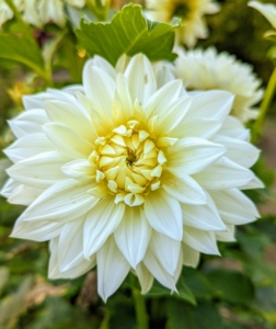The genus Dahlia is native to the high plains of Mexico. Some species can be found in Guatemala, Honduras, Nicaragua, El Salvador, and Costa Rica as well as parts of South America where it was introduced.