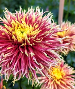 Dahlias were first recorded by Westerners in 1615, and were then called by their original Mexican name, acoctli. The first garden dahlias reached the United States in the early 1830s. Today, dahlias are grown all over the world. I love the many striking colors and forms.