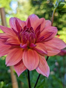 The Dahlia is named after the Swedish 18th century botanist Anders Dahl, who originally declared the flower a vegetable, as the tubers are edible.