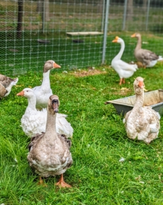 Over in the goose yard, my geese love to watch all the activity around the farm. I have 16 geese here at Cantitoe Corners - Sebastopol geese, Toulouse geese, African geese, Chinese geese, and of course my Pomeranian guard geese.