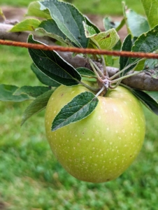 We've already seen many apples developing on the trees this summer.