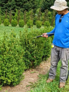 Here is Chhiring watering some of the boxwood shrubs. We haven't had any significant rain here since late June. It's been a very dry, dry summer. Every day, my gardeners and outdoor grounds crew make sure every garden, grove, and allée gets some water.