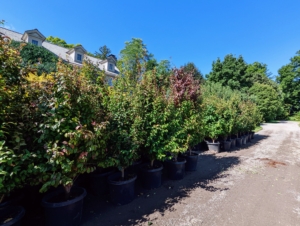 And yesterday, more trees for the maze - these are parrotia trees. Parrotia is in the family Hamamelidaceae, closely related to the witch-hazel genus Hamamelis. It is native to northern Iran and southern Azerbaijan and it is endemic in the Alborz mountains. It grows best in USDA Zones 5 to 8.
