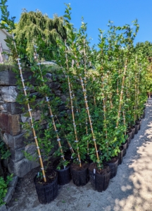 And more European hornbeams. Botanically known as Carpinus betulus, the hornbeam is a fast-growing deciduous tree. In fact, it can grow about four to five feet per year - perfect for the maze.