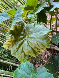 This big leaf is part of a Begonia 'Lotus Land' - a large thick stem rhizomatous begonia that grows up to three to four feet tall and has thick horizontal stems with large shield shaped, lobed dark green leaves.
